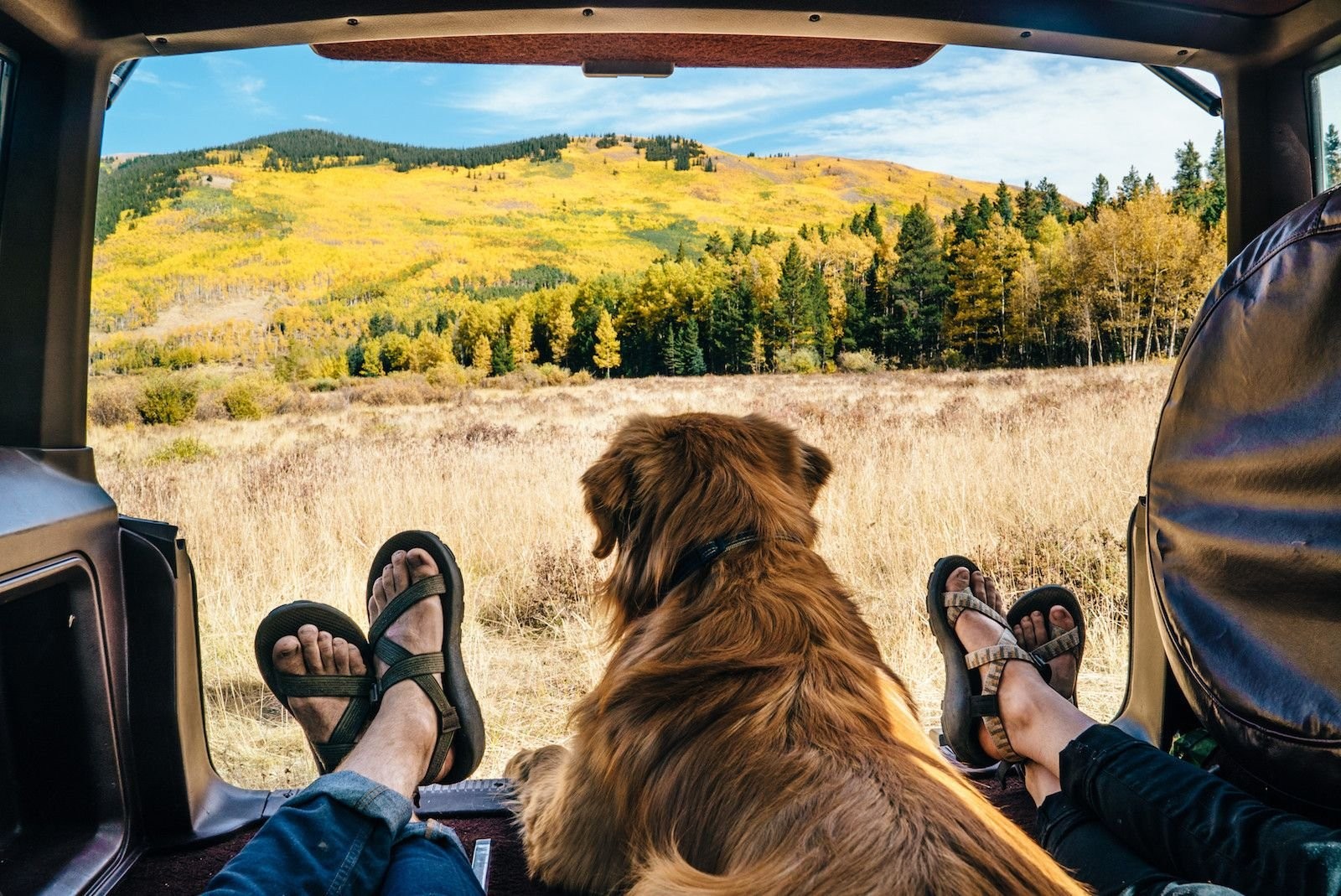 Как сделать путешествие с домашними животными более комфортным: Лайфхаки для путешествий на автомобиле
